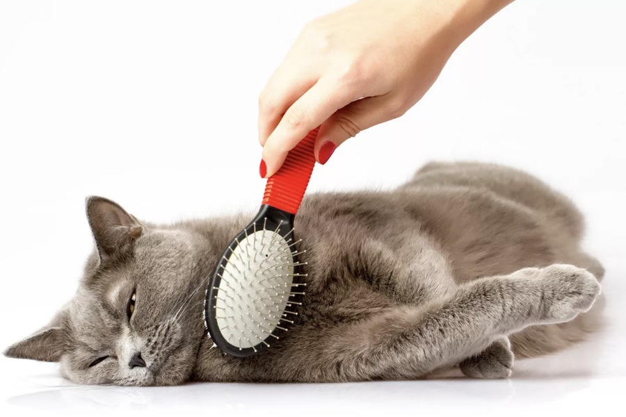 The Importance of Professional Grooming for Cats