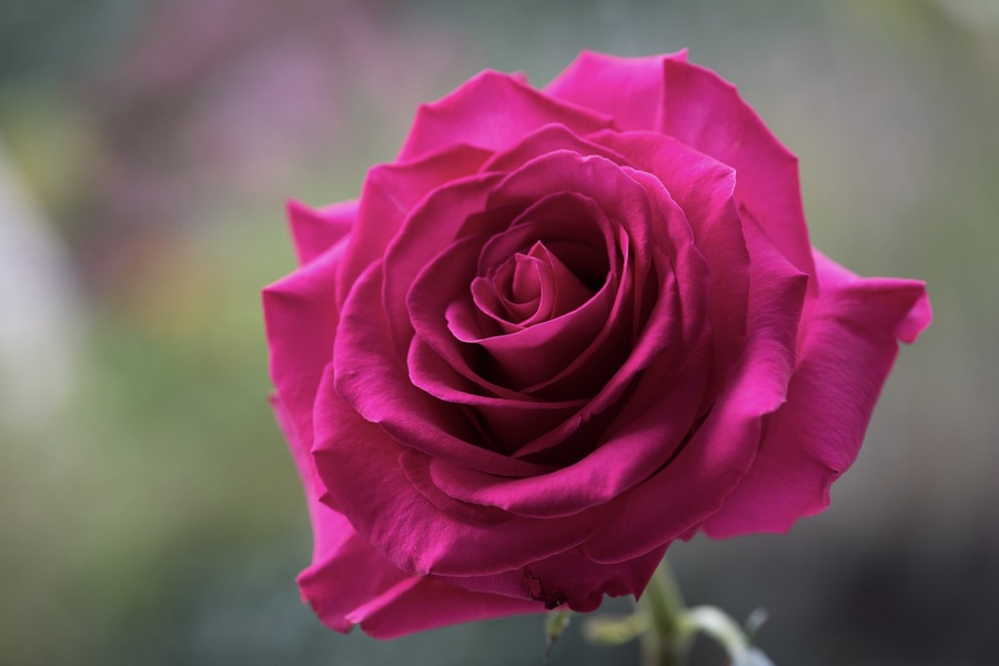 Pink Floyd Roses: A Symbol of Elegance, Luxury, and Enduring Beauty